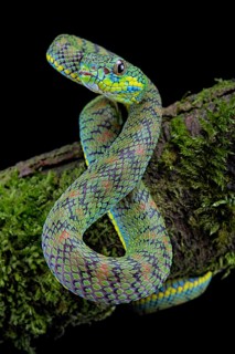 Palawan pit viper