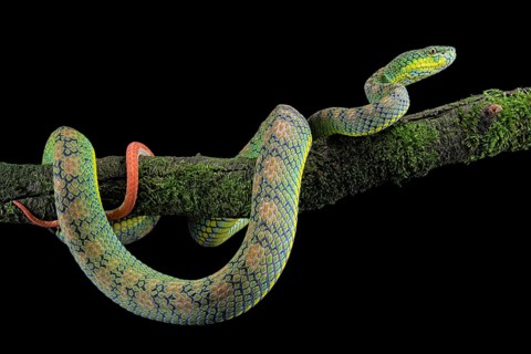 Palawan pit viper