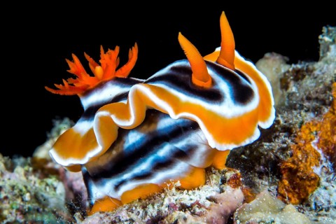 Magnificent Chromodoris