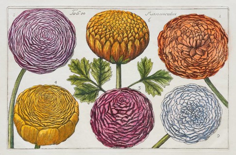 Ranunculus