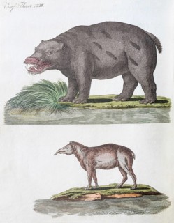 Hippo