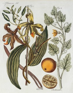Vanilla