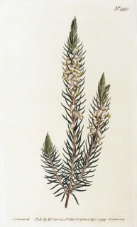 Heather