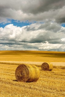 Bales of straw in harvested fields