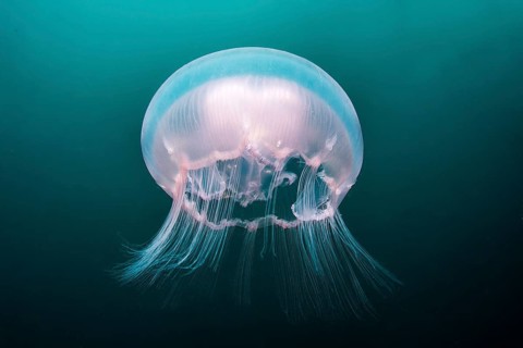 Moon Jellyfish