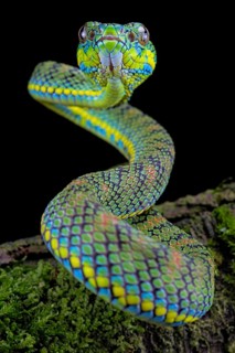 Palawan pit viper