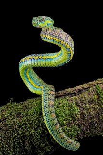 Palawan pit viper