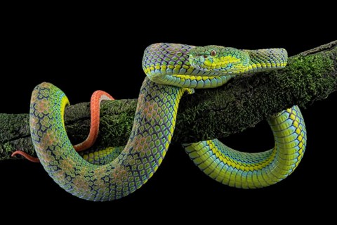 Palawan pit viper