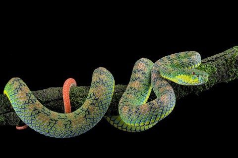 Palawan pit viper