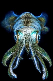 Glowing Caribbean reef squid