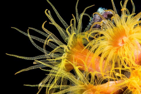 Orange Cup Coral
