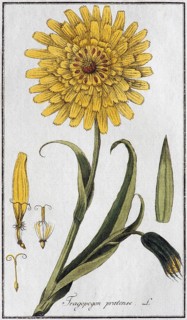 Meadow salsify