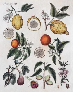 Citruses