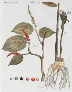 Pepper bush