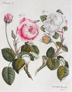 Red and white roses