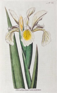 Steppe iris
