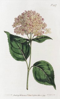 Smooth Hydrangea or