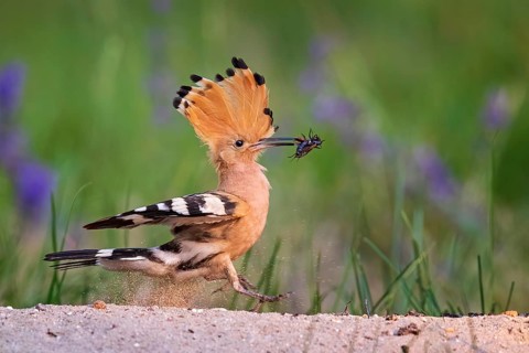 Hoopoe