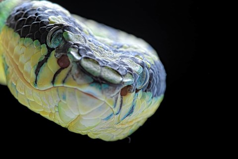 Sri Lankan green pitviper