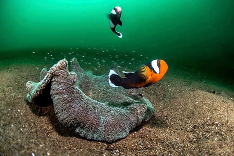 Pair of animals from Saddleback clownfish