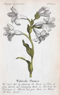 Tuberose