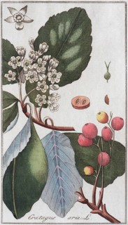 Ordinary Blueberry