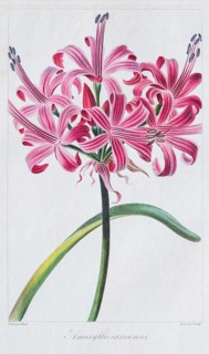 Belladonna-lily
