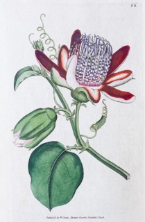 Passion-flower