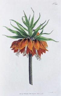 Crown imperial