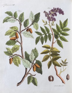Cork oak