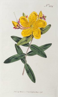 St John's wort