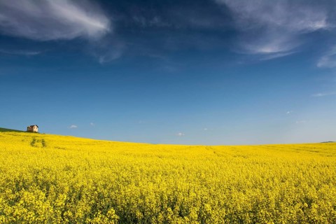 Flowering rape field