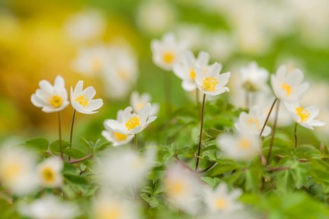 Wood anemones