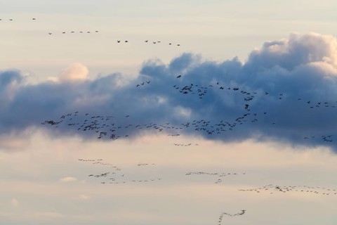 Common crane