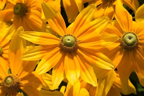 Black-eyed Susan