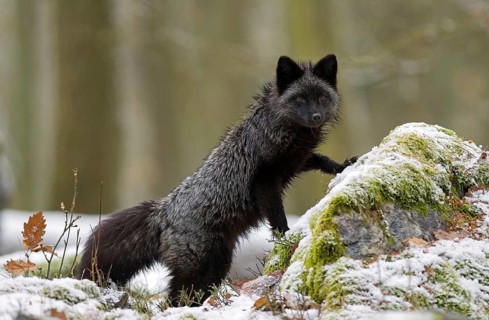 Silver fox