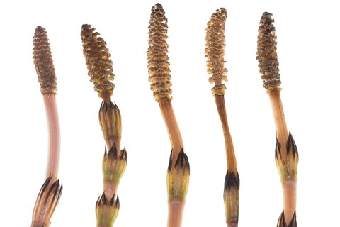 Field horsetail