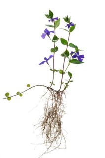 Blooming Bigleaf Periwinkle