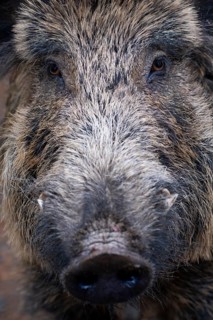 Wild boar
