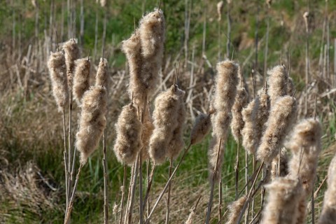 Seeds of Bulrush