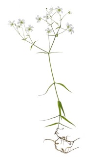 Greater stitchwort