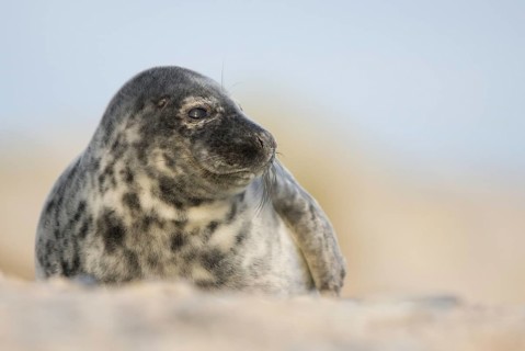 Grey seal