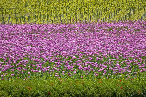 Opium poppy