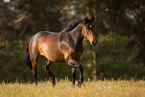 Brown Holstein mare in trot on the pasture