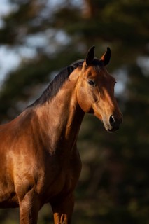 Portrait of a bay Warmblood gelding on a meadow