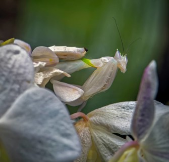 Walking flower mantis