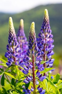 Lupines