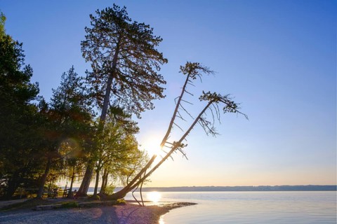 Pine trees on Brahmspromenade in Tutzing on Lake Starnberg