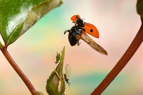 Seven-spott ladybird