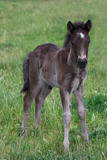 Icelandic stallion